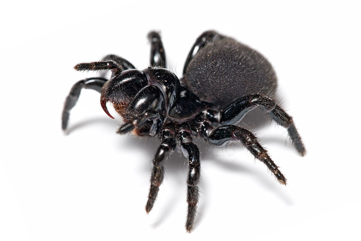 1200px-Mouse_spider Picture of Australian mouse spider<br />