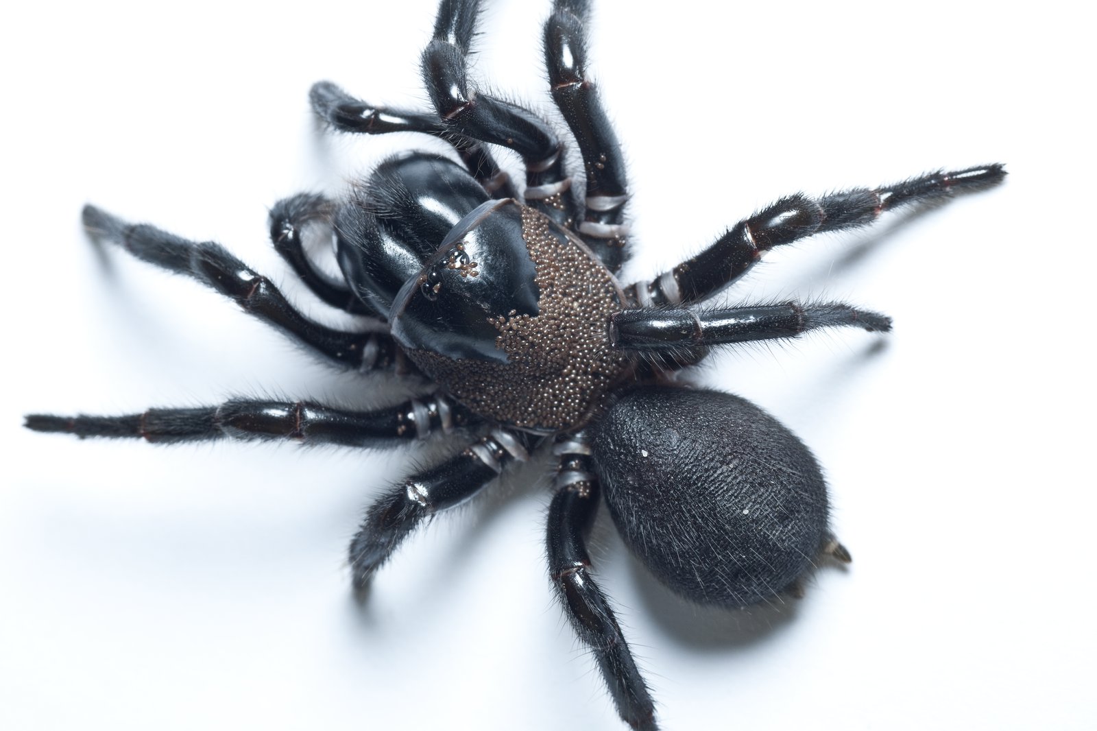 funnel web pictute of a funnel web spider
