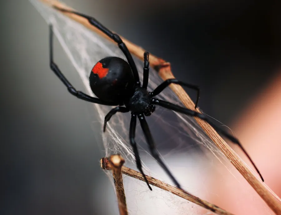 picture of redback spider