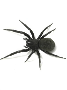 Black House Spider