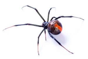 Red Back Spider