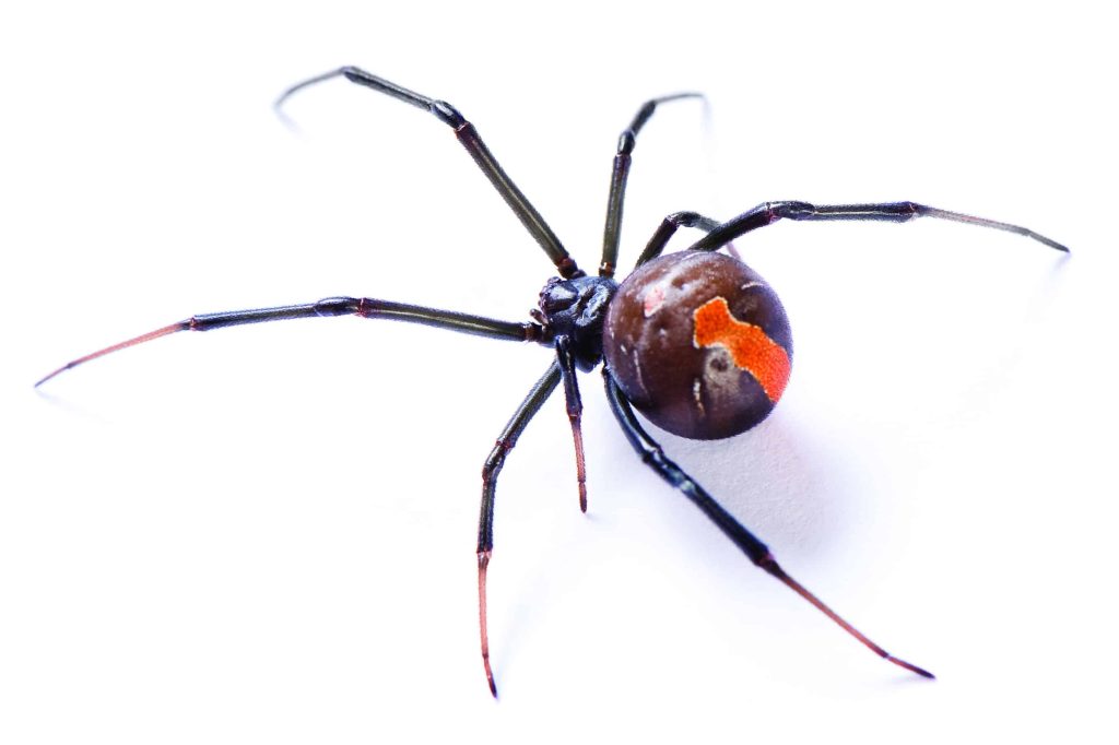 picture of a redback spider